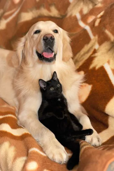 Cremazioni animali da compagnia