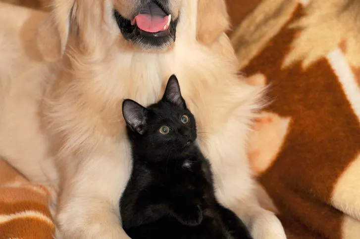 Cremazioni animali da compagnia