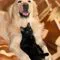 Cremazioni animali da compagnia
